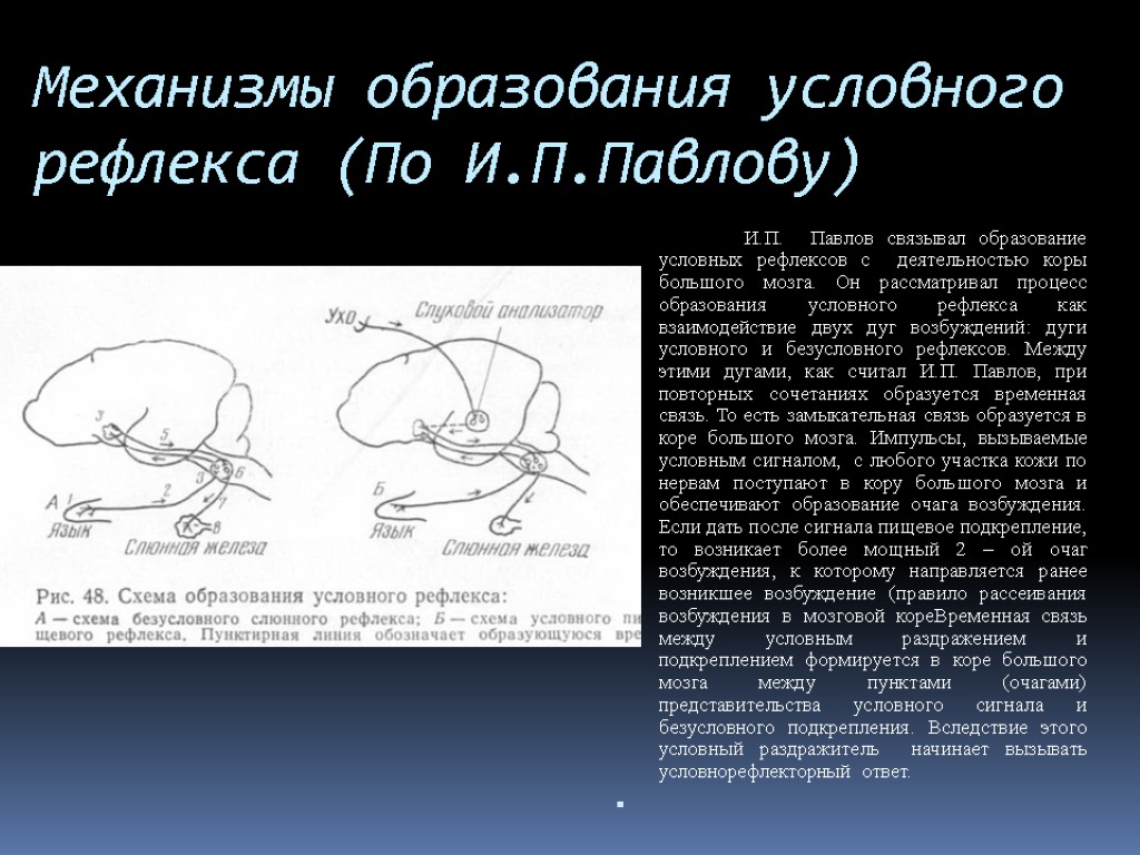 Механизмы образования условного рефлекса (По И.П.Павлову) И.П. Павлов связывал образование условных рефлексов с деятельностью